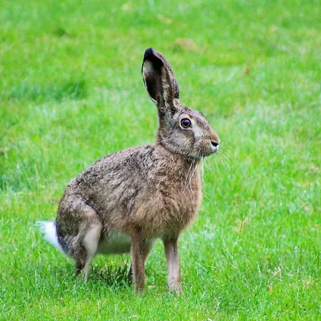 Nyaraló 4 Person In
