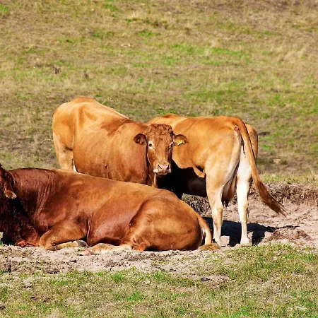4 Person In * Hadsund
