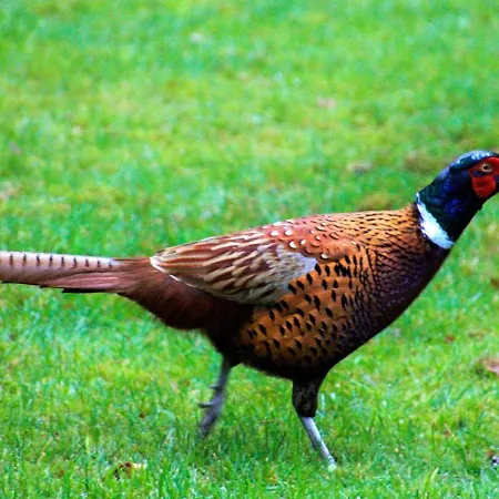 4 Person In Nyaraló