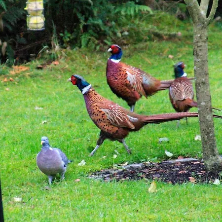 Nyaraló 4 Person In *